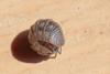 Armadillidium nasatum